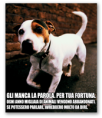 Adozione cane